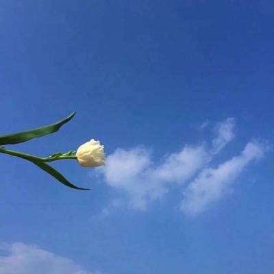 林中小屋游戏下载